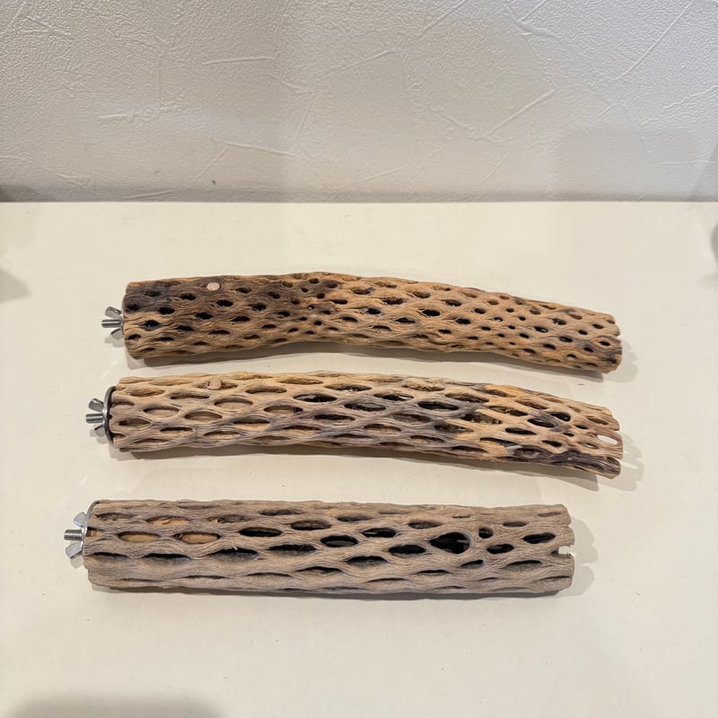 juntamaru様専用】カクタスパーチ 直径約3-3.5cm 【サボテンの骨