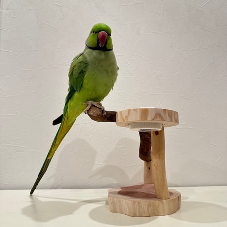 おやつ入れ付きツタのスタンドパーチ【自然木 インコ 止まり木】