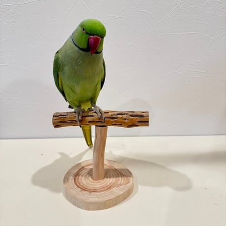 カクタスのスタンドパーチ②　パーチ長さ15cm／高さ12.5cm【インコ サボテンの骨 体重測定】