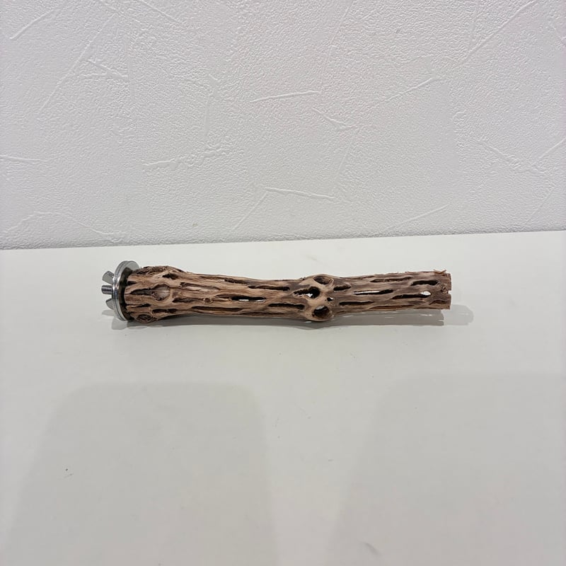 カクタスパーチ極小サイズ① 直径約2cm/長さ15cm【自然木 止まり木