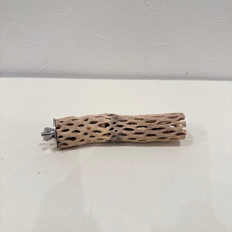 カクタスパーチ【⑱極小】15cm 直径約2.5-3cm【サボテンの骨 バンブル