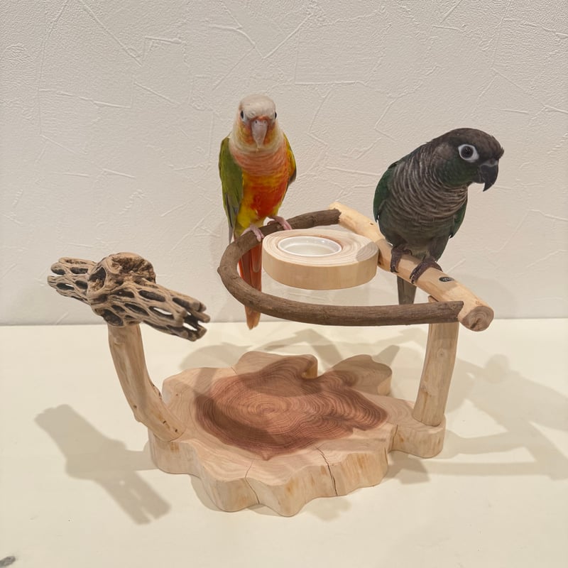 ツタとカクタスのおやつ入れ付きスタンドパーチ【インコ 止まり木 自然