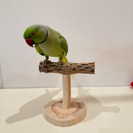 カクタスのスタンドパーチ④　パーチ長さ15cm／高さ13cm【インコ サボテンの骨 体重測定】