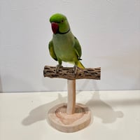 カクタスのスタンドパーチ④　パーチ長さ15cm／高さ13cm【インコ サボテンの骨 体重測定】