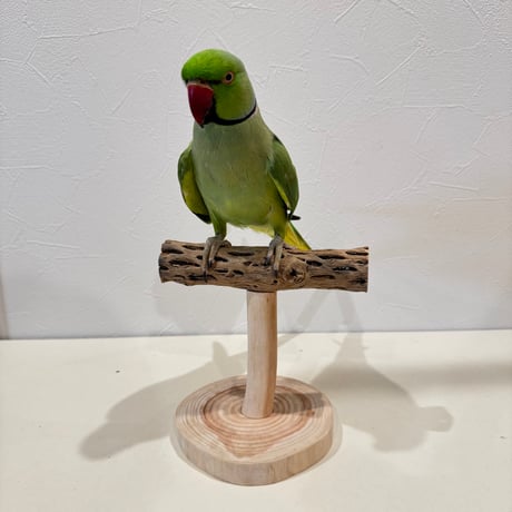 カクタスのスタンドパーチ④　パーチ長さ15cm／高さ13cm【インコ サボテンの骨 体重測定】