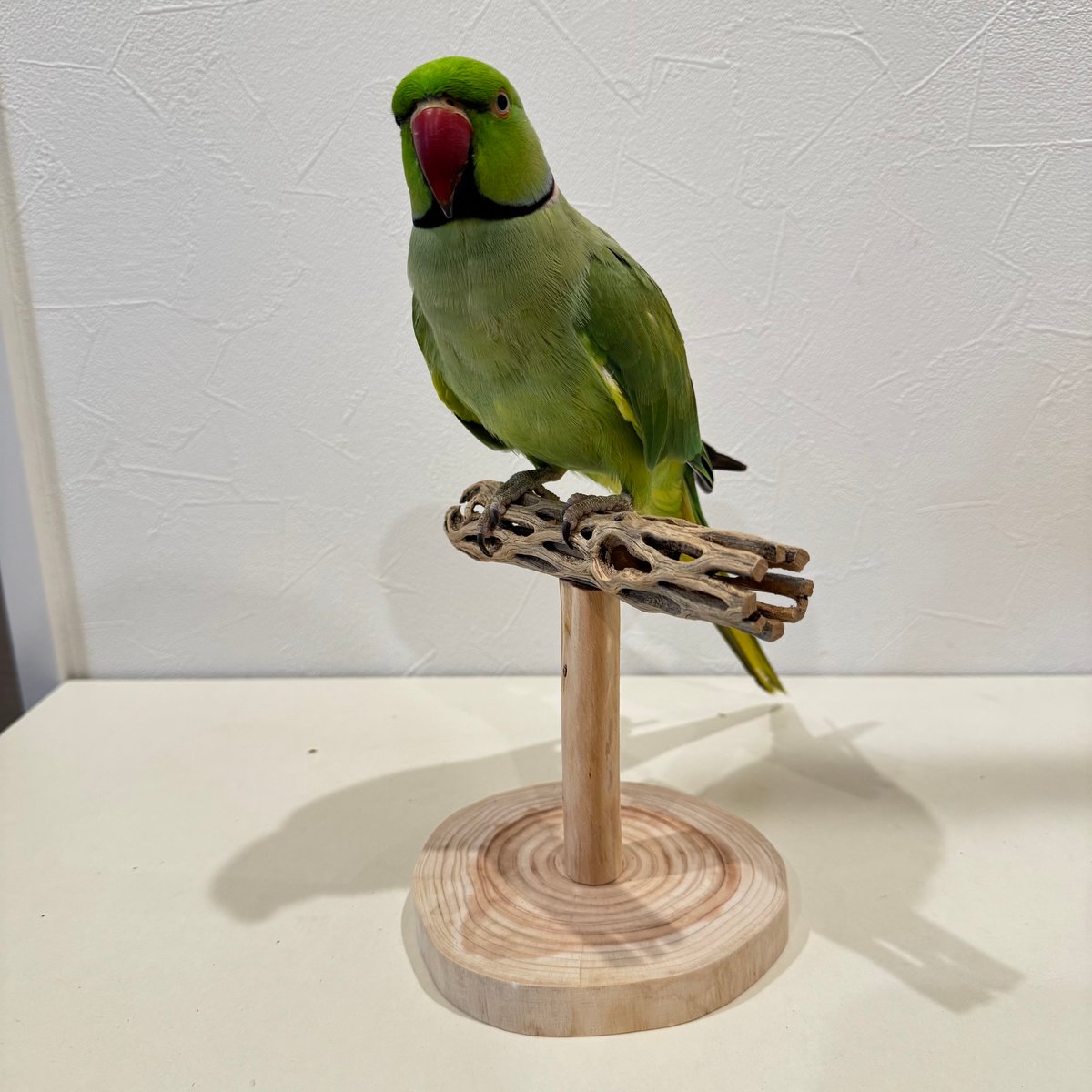 カクタスのスタンドパーチ⑤ パーチ長さ15cm／高さ15cm【インコ