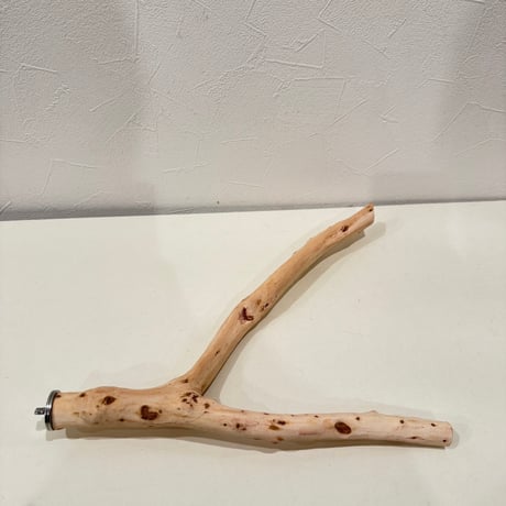 【Mie様専用】カクタスパーチ 直径約3-3.5cm 【サボテンの骨 バンブルフット予防 止まり木】