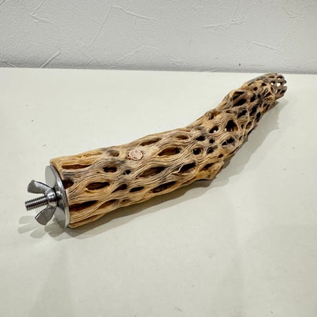 カクタスパーチ【K小】25cm 直径約3cm【サボテンの骨 バンブルフット予防 インコ 止まり木】
