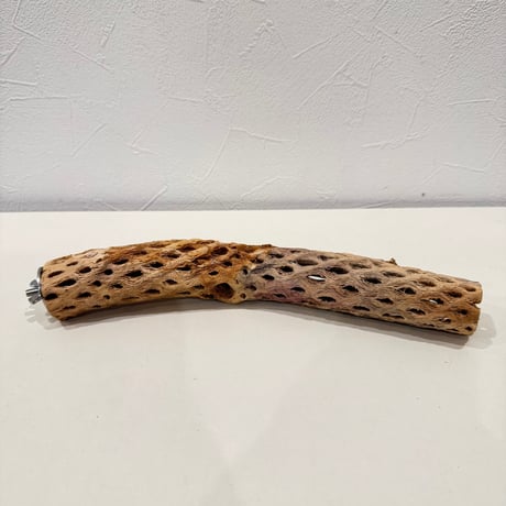 カクタスパーチ【G小】26cm 直径約3.5-4cm【サボテンの骨 バンブルフット予防 インコ 止まり木】