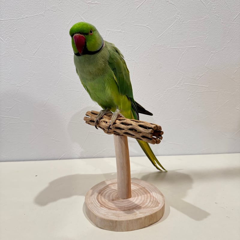 カクタスのスタンドパーチ パーチ長さ15cm／高さ15cm【インコ サボテン