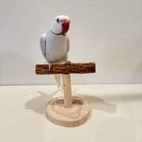カクタスのスタンドパーチ③　パーチ長さ15cm／高さ12.5cm【インコ サボテンの骨 体重測定】