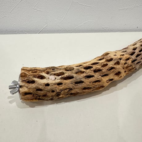 カクタスパーチ【G小】26cm 直径約3.5-4cm【サボテンの骨 バンブルフット予防 インコ 止まり木】