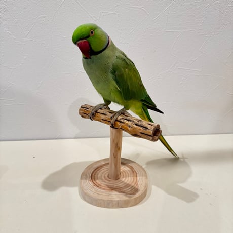 カクタスのスタンドパーチ②　パーチ長さ15cm／高さ12.5cm【インコ サボテンの骨 体重測定】