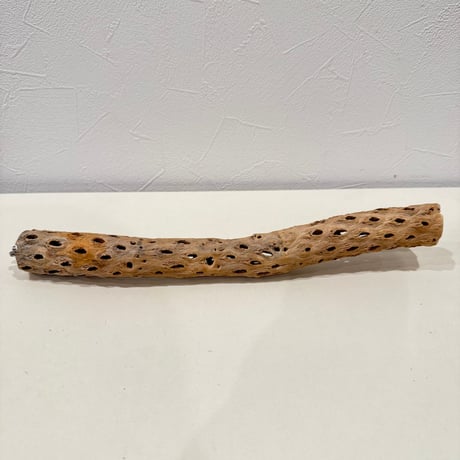 カクタスパーチ【D極小】 30cm 直径約2.5-3cm【サボテンの骨 バンブルフット予防 インコ 止まり木】