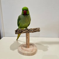 カクタスのスタンドパーチ⑤　パーチ長さ15cm／高さ12cm【インコ サボテンの骨 体重測定】