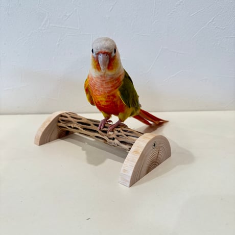 カクタスパーチ | STORES