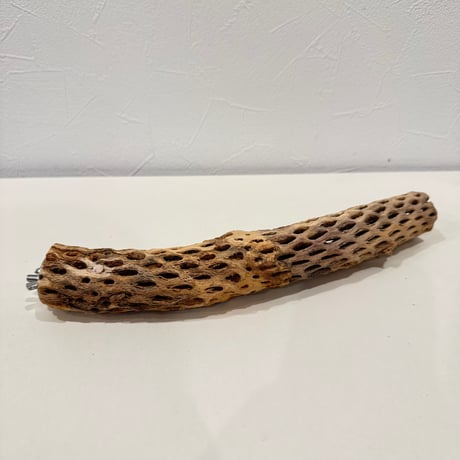 カクタスパーチ【G小】26cm 直径約3.5-4cm【サボテンの骨 バンブルフット予防 インコ 止まり木】