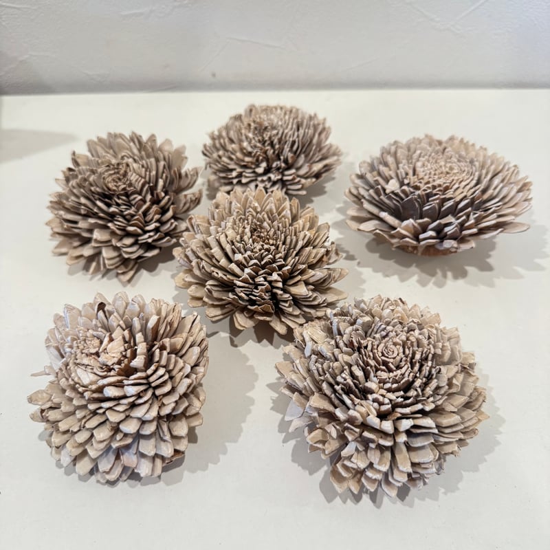 juntamaru様専用】カクタスパーチ 直径約3-3.5cm 【サボテンの骨