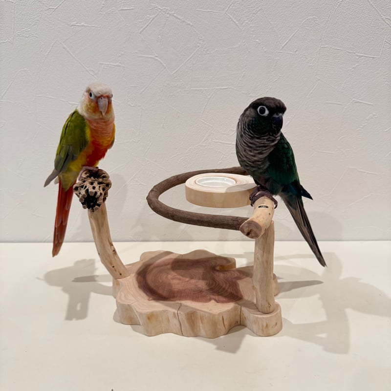 ツタとカクタスのおやつ入れ付きスタンドパーチ【インコ 止まり木 自然