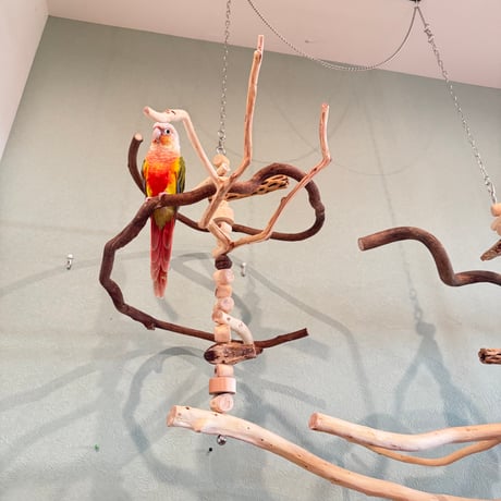 貝塚伊吹のハイジのブランコ【インコ 自然木 止まり木】