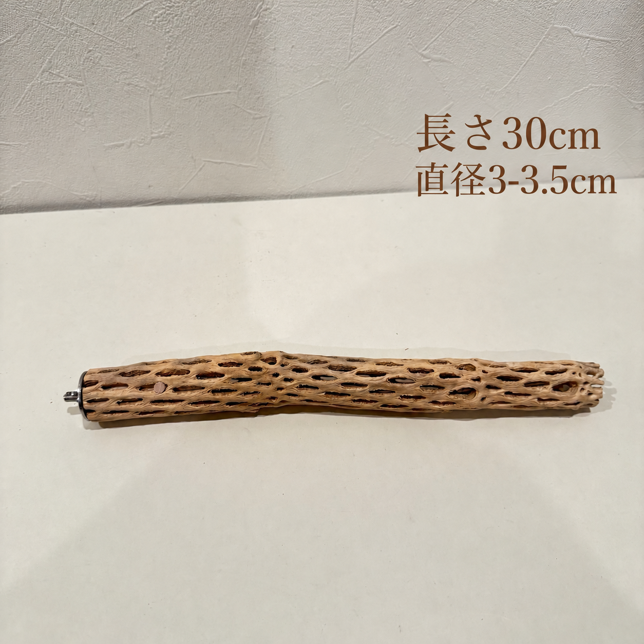 カクタスパーチ【B】 30cm 直径3-3.5cm【サボテンの骨 バンブルフット