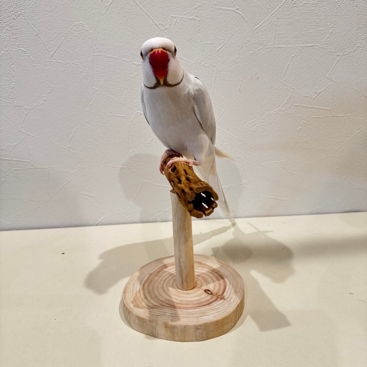 カクタスのスタンドパーチ③ パーチ長さ15cm／高さ15cm【インコ