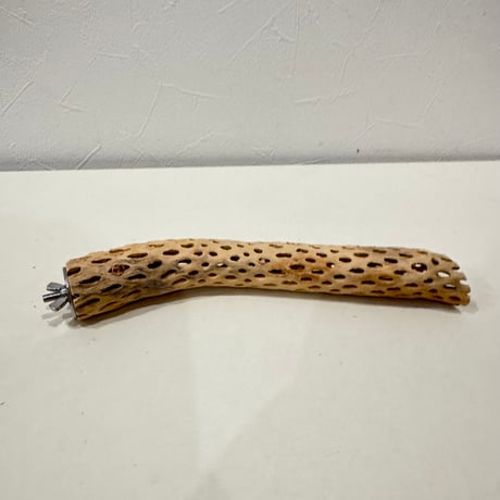 カクタスパーチ【M極小】 20cm 直径約2.5-3cm【サボテンの骨 バンブルフット予防 インコ 止まり木】