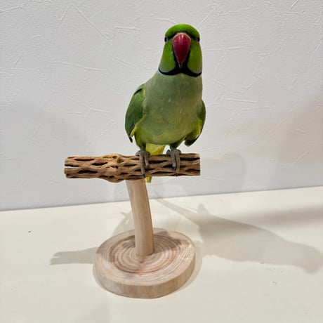 自然木の鳥用品 鳥豆堂【トリマメドウ】バードアスレチック・カクタス