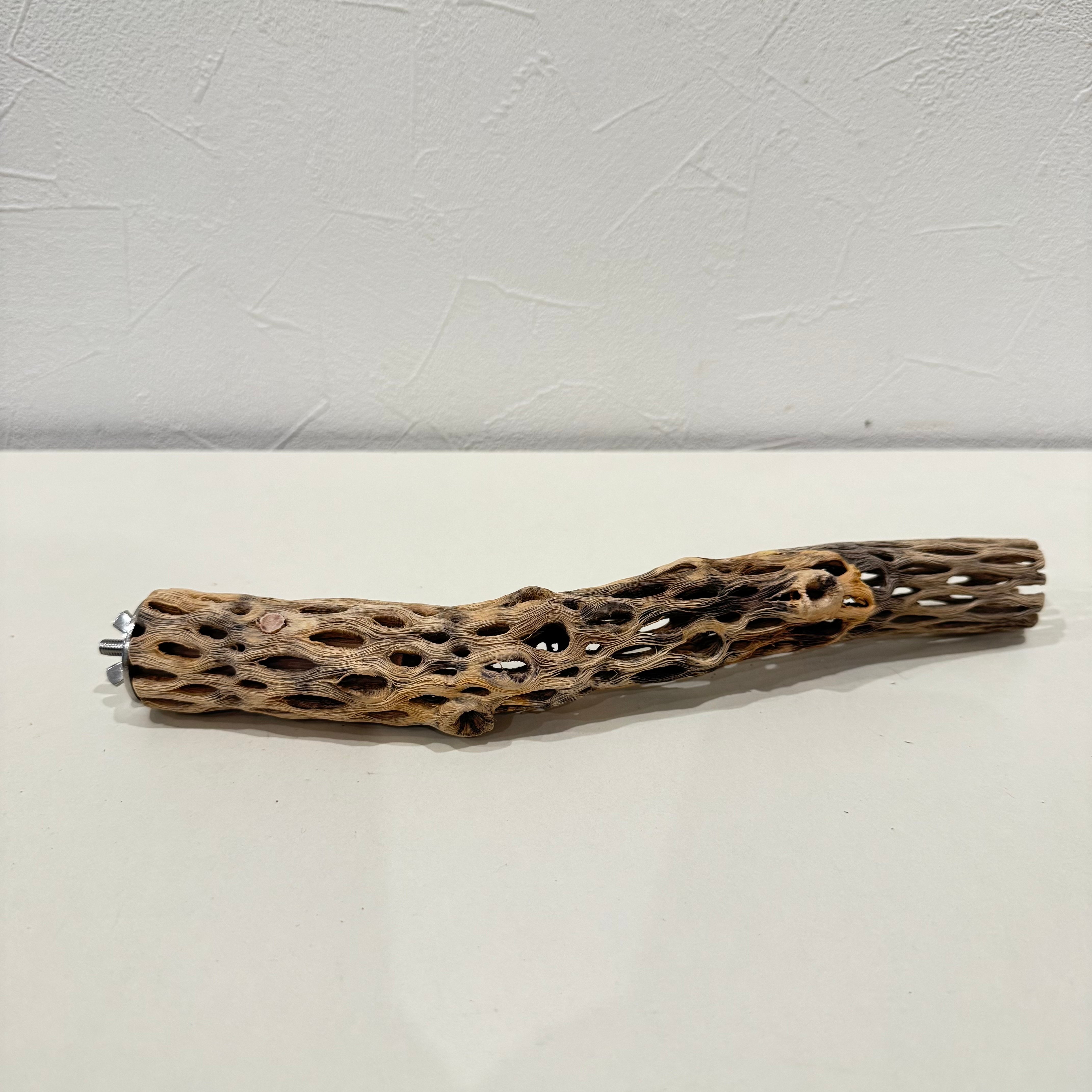 カクタスパーチ【K小】25cm 直径約3cm【サボテンの骨 バンブルフット