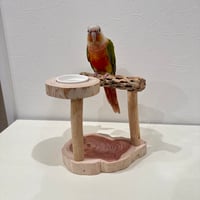 おやつ入れ付きカクタスのスタンドパーチ【サボテンの骨 バンブルフット予防 インコ 止まり木】