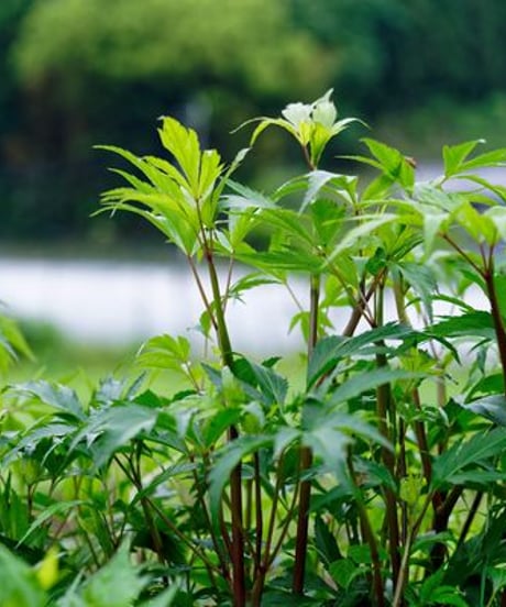 【定期便】POWER OF FOOD ちになるお茶（大和当帰茶）リーフ 5g