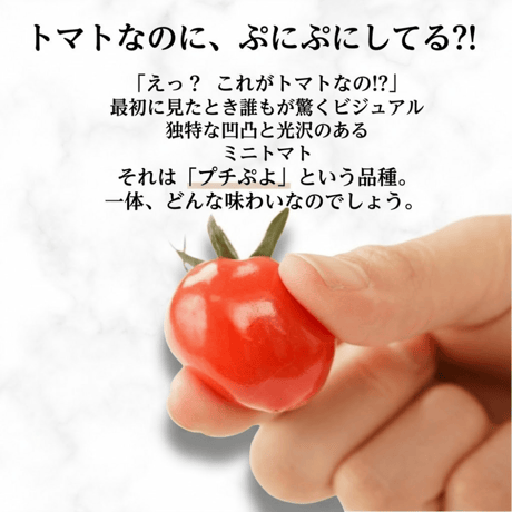 宮城県産 プチぷよ トマト 500g～3kg 薄皮 幻のミニトマト 高糖度 フルーツトマト 産地直送 送料無料 ギフト  野菜 お取り寄せ お中元