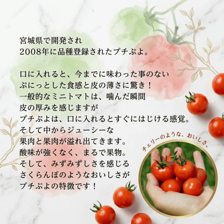 宮城県産 プチぷよ トマト 500g～3kg 薄皮 幻のミニトマト 高糖度 フルーツトマト 産地直送 送料無料 ギフト  野菜 お取り寄せ お中元