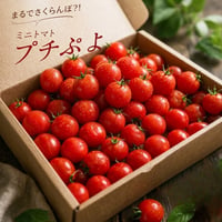宮城県産 プチぷよ トマト 500g～3kg 薄皮 幻のミニトマト 高糖度 フルーツトマト 産地直送 送料無料 ギフト  野菜 お取り寄せ お中元