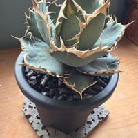 agave titanota 烈焔