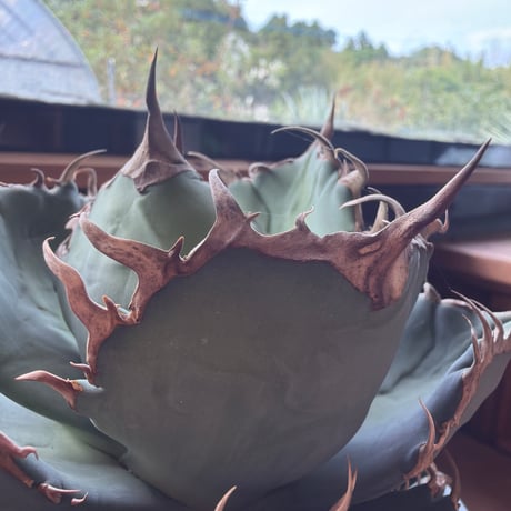 agave titanota "sungot"  太陽神