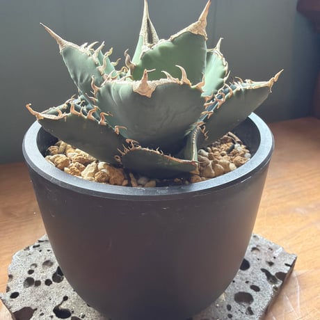 agave titanota SAD  南アフリカダイアモンド