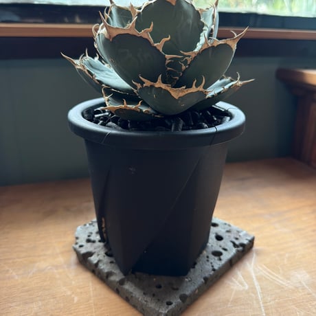 agave titanota 烈焔