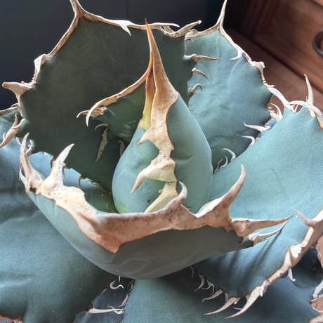 agave titanota 烈焔