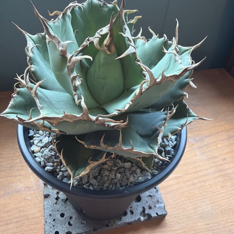 agave titanota "sungot"  太陽神