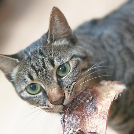 ハレマエ ベニソン・スカピュラ 60g 犬用おやつ 猫用おやつ ドッグフード キャットフード ペット用品