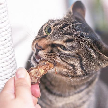 ハレマエ チキン・ネック 50g  犬用おやつ 猫用おやつ ドッグフード キャットフード ペット用品
