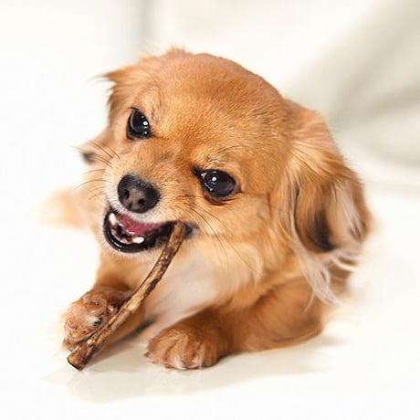 ハレマエ ヴィ―ル・リブ80g 犬用おやつ 猫用おやつ ドッグフード キャットフード ペット用品