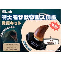 【夏季限定！】特大モササウルスの歯発掘キット