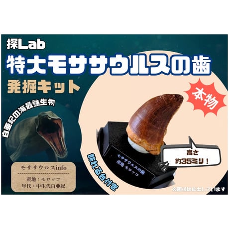 【夏季限定！】特大モササウルスの歯発掘キット