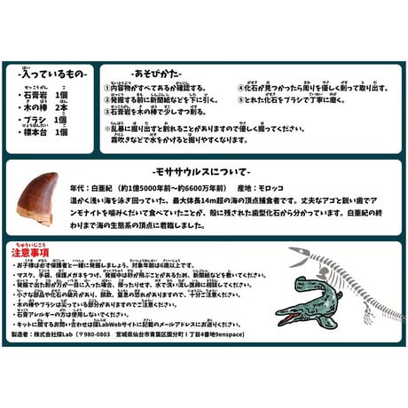 【夏季限定！】特大モササウルスの歯発掘キット