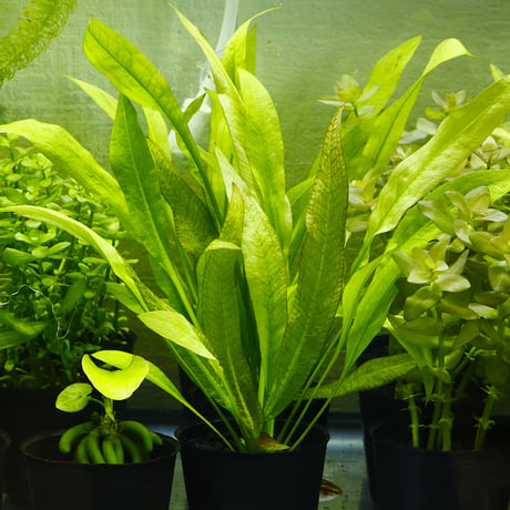 エキノドルス　セット合計20株※バラ売り承ります CATEGORY エキノドルス | water plants lover