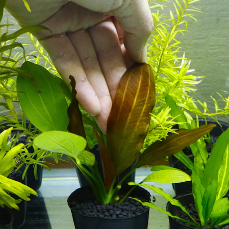 CATEGORY エキノドルス | water plants lover
