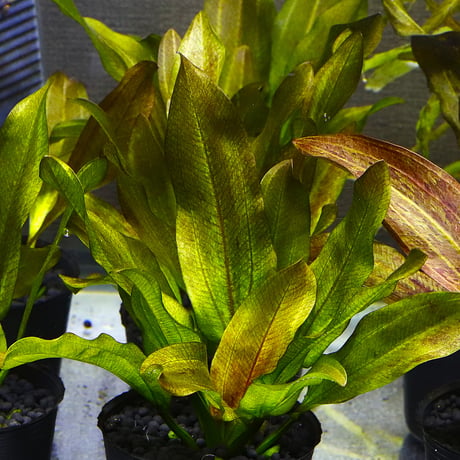 CATEGORY エキノドルス | water plants lover