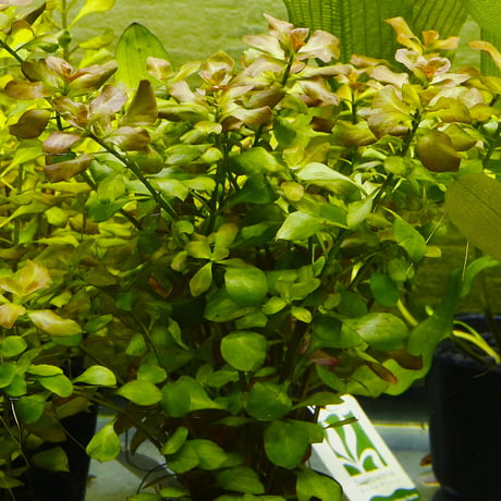 CATEGORY 水草 | water plants lover